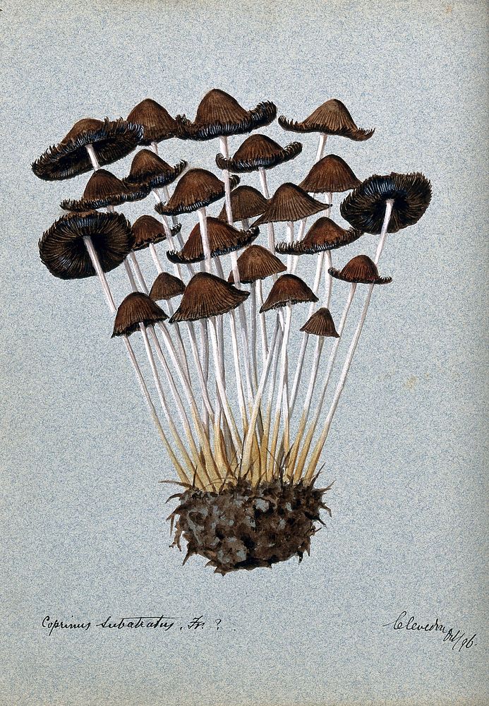 A fungus (Panaeolus subbalteatus ): group of fruiting bodies. Watercolour, 1896.