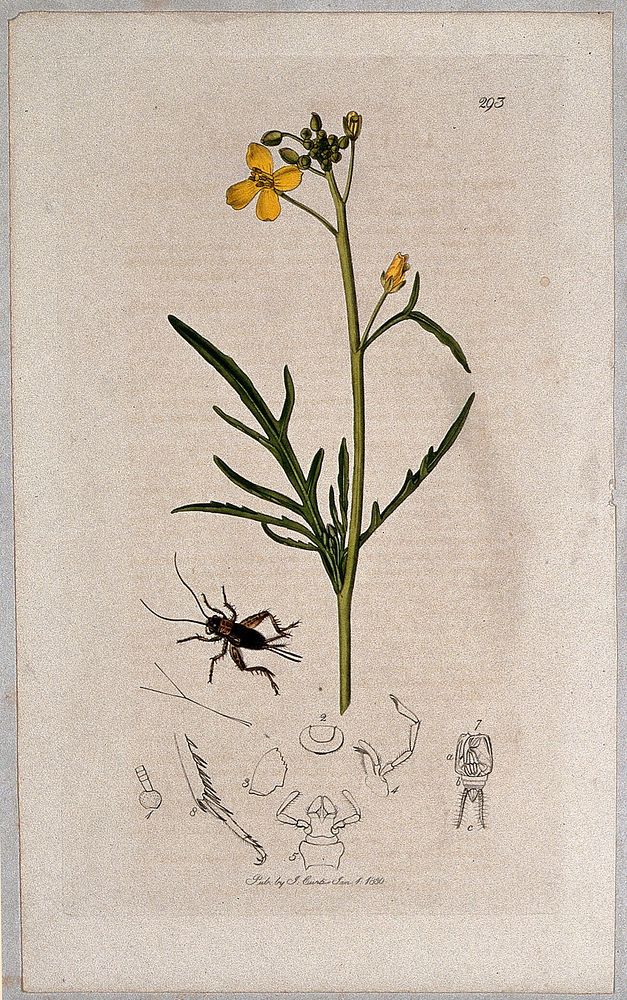 Hedge mustard plant (Sisymbrium tenuifolium) with an associated insect and its abdominal segments. Coloured etching, c. 1830.