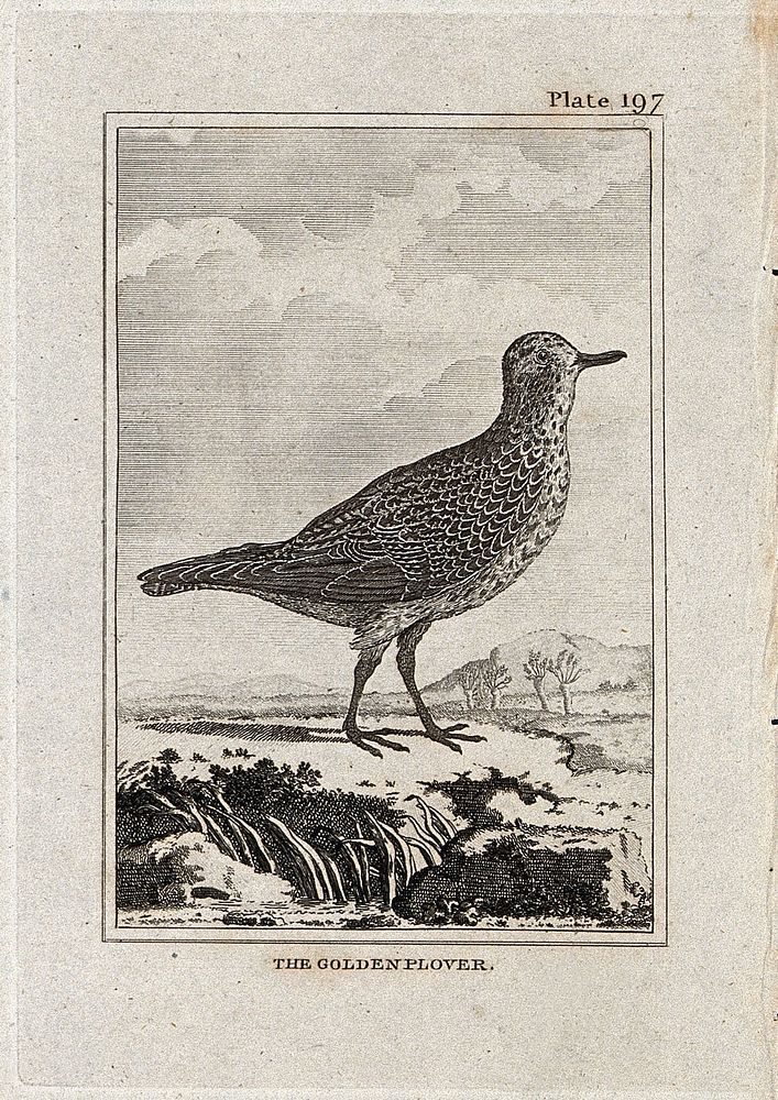 A golden plover. Etching with engraving.