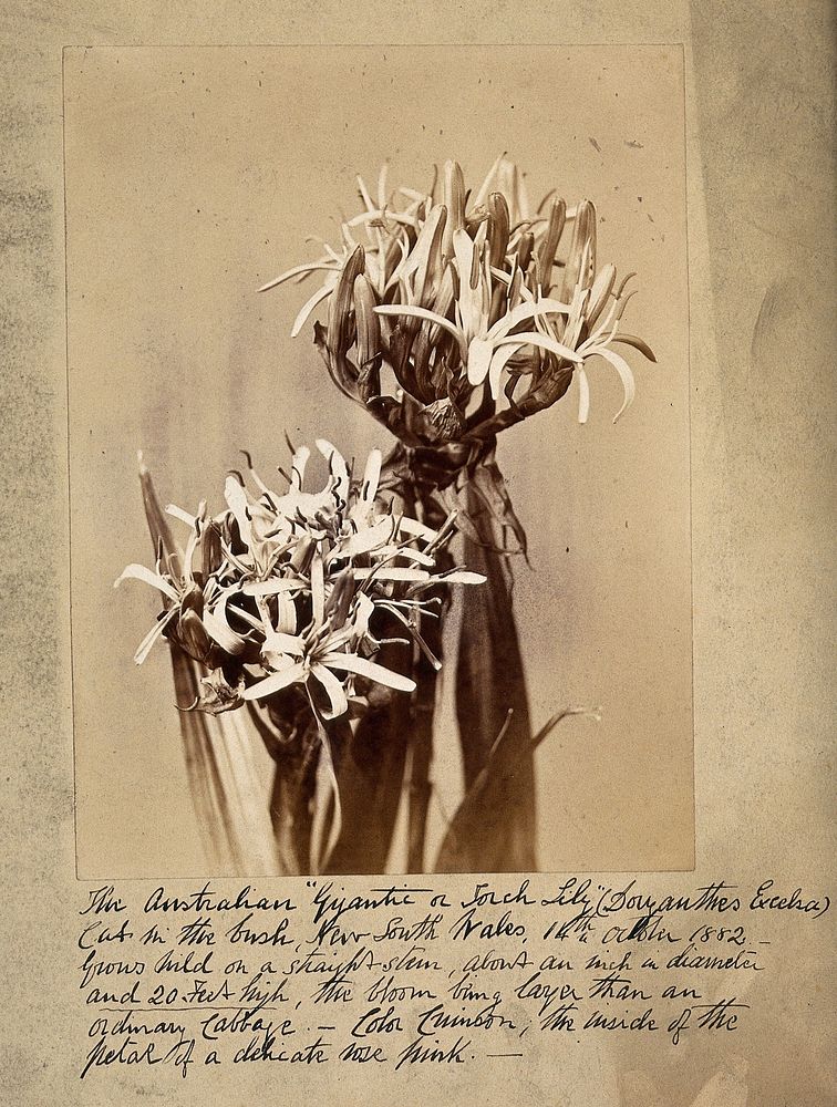 An Australian lily (Doryanthes excelsa) picked in New South Wales. Photograph, 1882.
