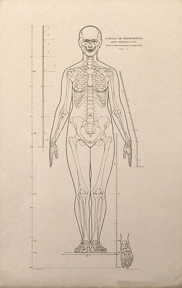 Standing female figure, front view, with scales of proportion: illustration shows the skeleton and outline of the body and…