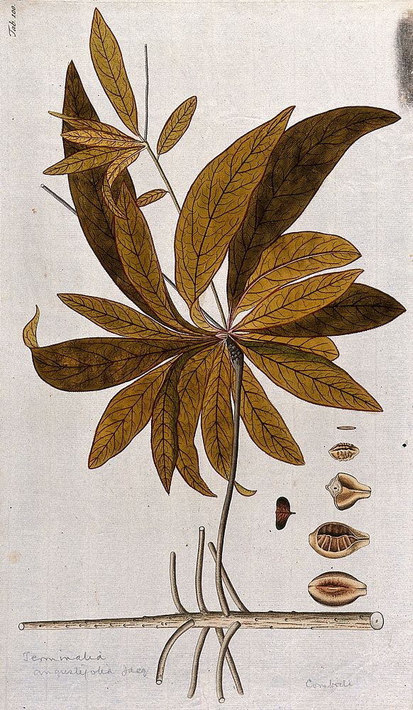 A plant (Terminalia angustifolia Jacq.) related to the Indian almond: leafy stem with separate segments of fruit and seed.…