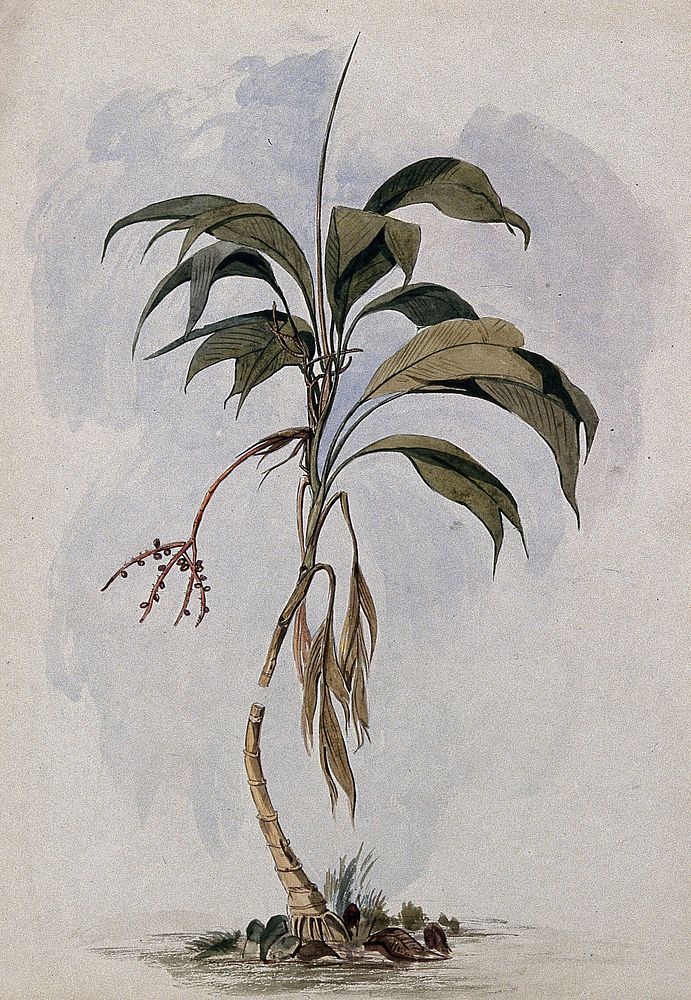 A palm tree (Geonoma species). Watercolour after C. Goodall, 1846.