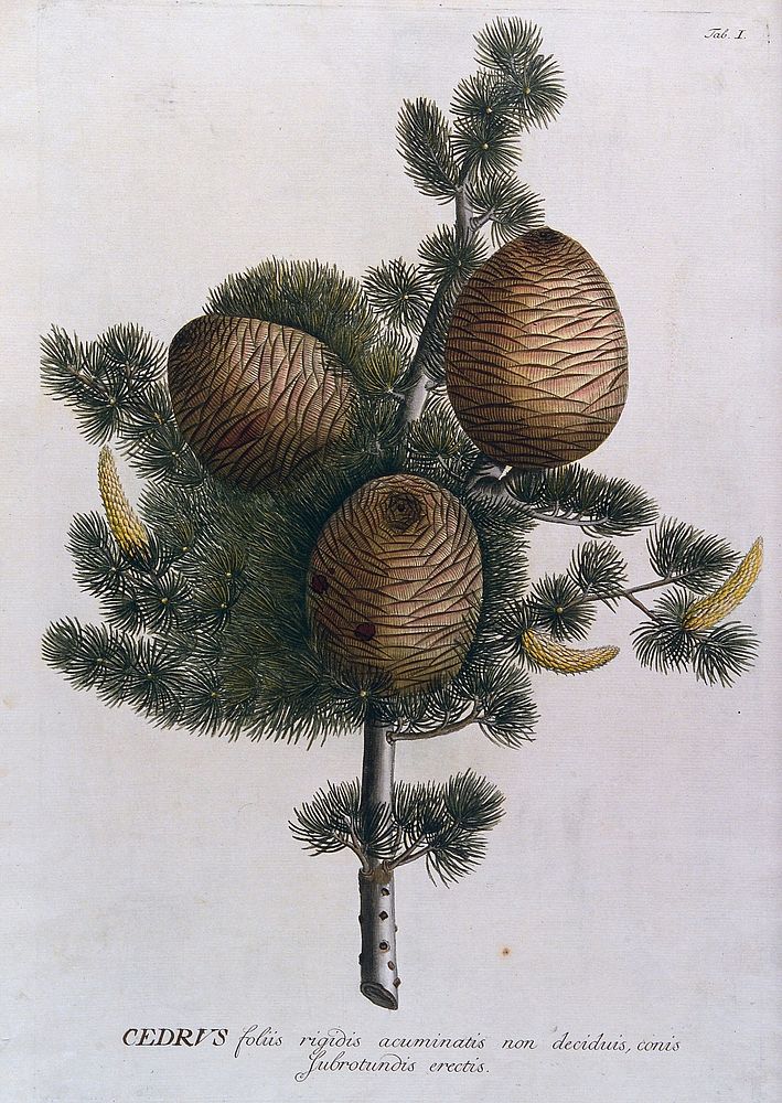 Cedar (Cedrus sp.): branch with cones and inflorescences. Coloured engraving by J.J. or J.E. Haid, c.1750, after G.D. Ehret.