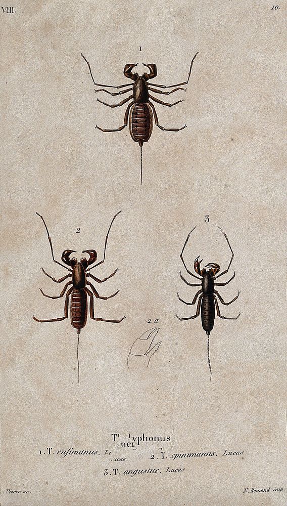 Three crabs (Thelyphonus). Coloured etching by Pierre.