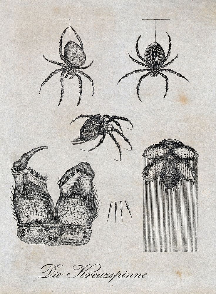 Above, a diadem-spider hanging from its thread; middle, a diadem-spider seen from the side; below, the lower body and a…