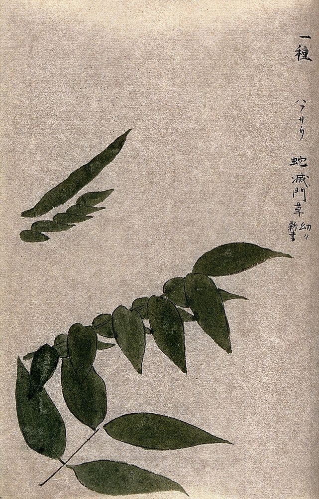 Leaves and single leaflets of a plant, possibly a Cassia species. Watercolour.