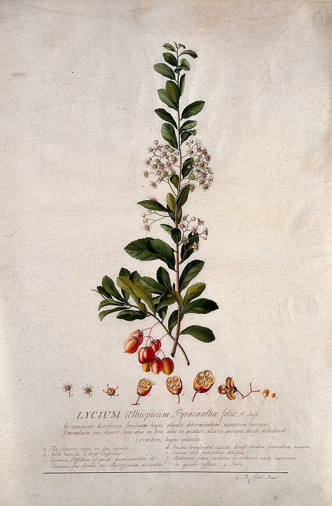 A plant (Lycium aethiopicum): flowering stem and floral segments. Watercolour by G. D. Ehret, 1736.