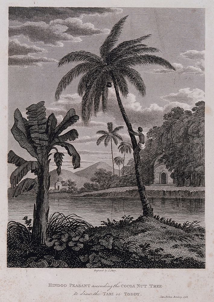 A man climbing a coconut palm (Cocos nucifera L.) which stands by a banana plant (Musa sp.), in a waterside setting in…