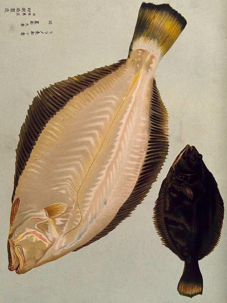 Two fish. Colour lithograph, 1884.