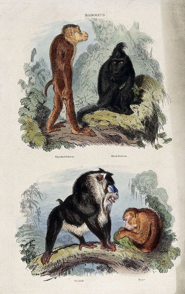Four baboons: pigtailed baboon, black baboon, mandrill, and magot. Coloured etching by T. Landseer.