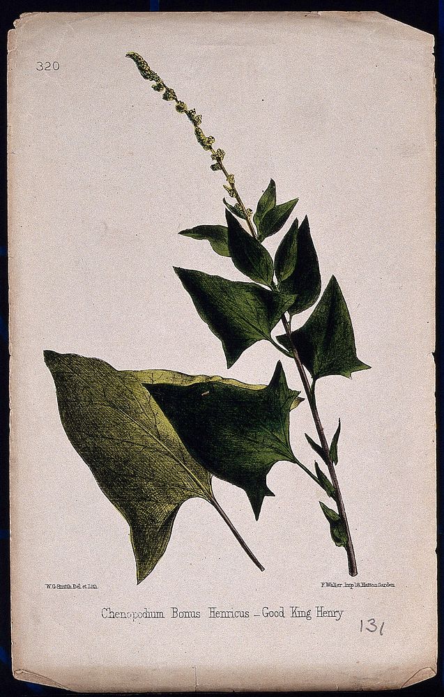 Good King Henry (Chenopodium bonus-henricus): flowering stem and leaves. Coloured lithograph by W. G. Smith, c. 1863, after…