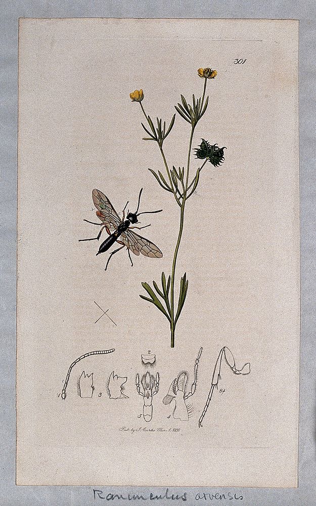 A buttercup (Ranunculus arvensis) with an associated insect and its abdominal segments. Coloured etching, c. 1830.