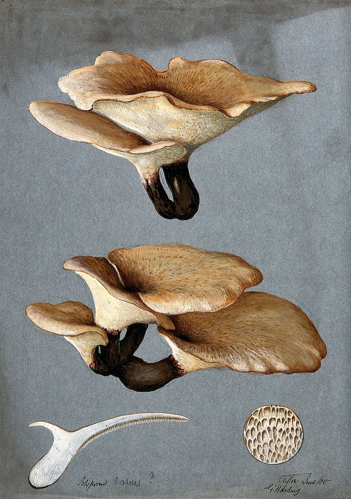 A bracket fungus (Polyporus varius): groups of fruiting bodies with one sectioned. Watercolour by G. Harding, 1900.