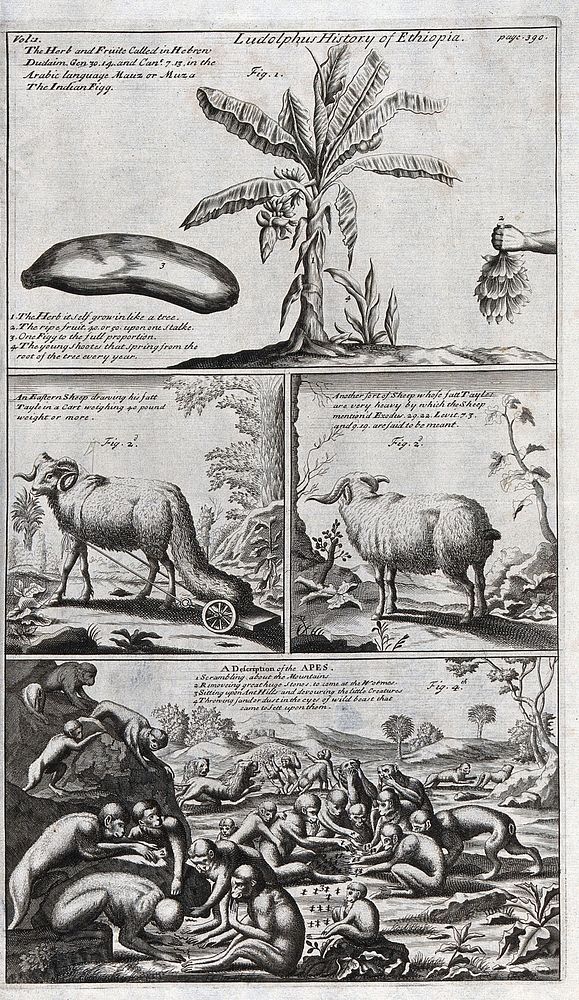 Africa: indigenous plants and mammals of Ethiopia. Engraving, 1682.