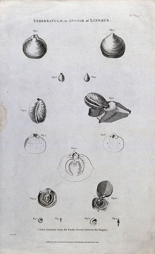 Lamp shells and ammonites from the Pacific Ocean, some cross-sectioned. Etching after B. L. Prevost, ca. 1798.