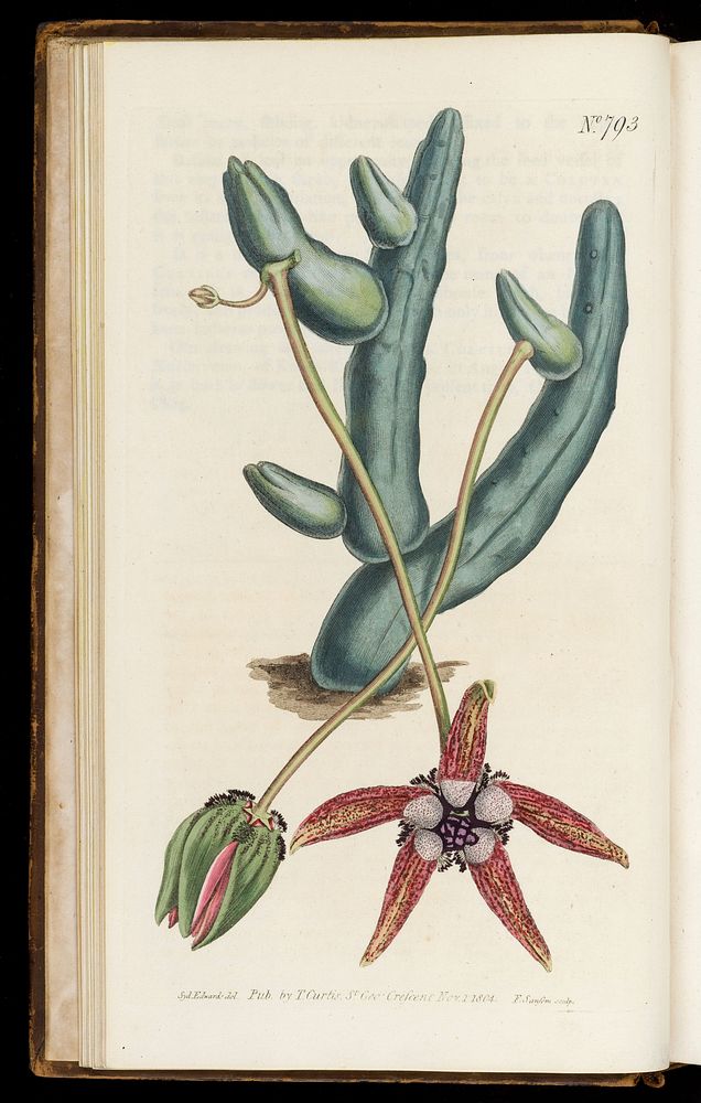 Curtis's botanical magazine, or, Flower-garden displayed / by John Sims.
