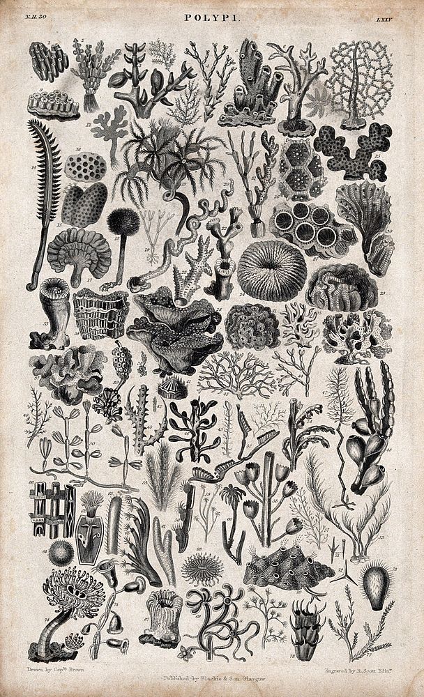 A table with 77 different polyps. Engraving by R. Scott after Captain T. Brown.