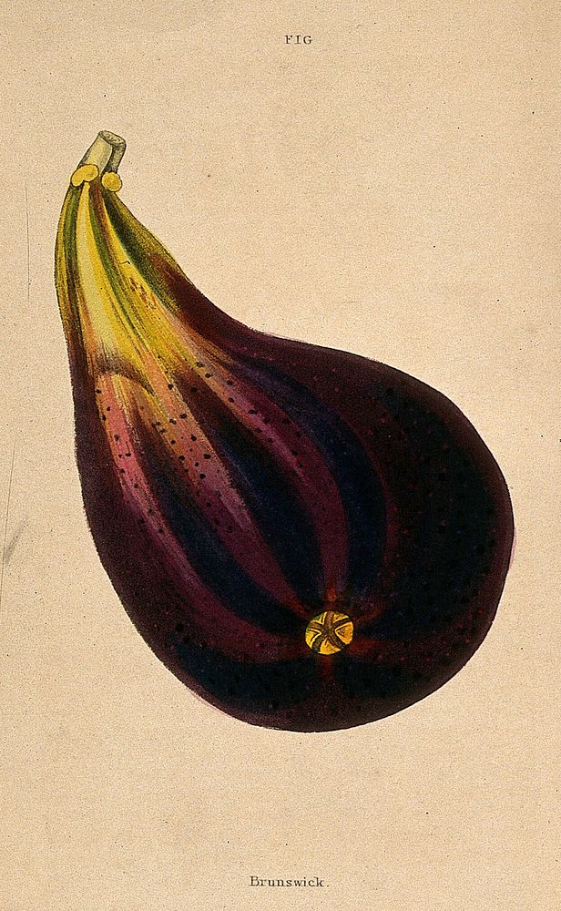 A fig (Ficus carica cv.): one fruit. Coloured aquatint, c. 1839.