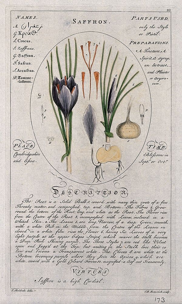 Saffron crocus (Crocus sativus L.): flowering stem with separate floral segments and bulb and a description of the plant and…