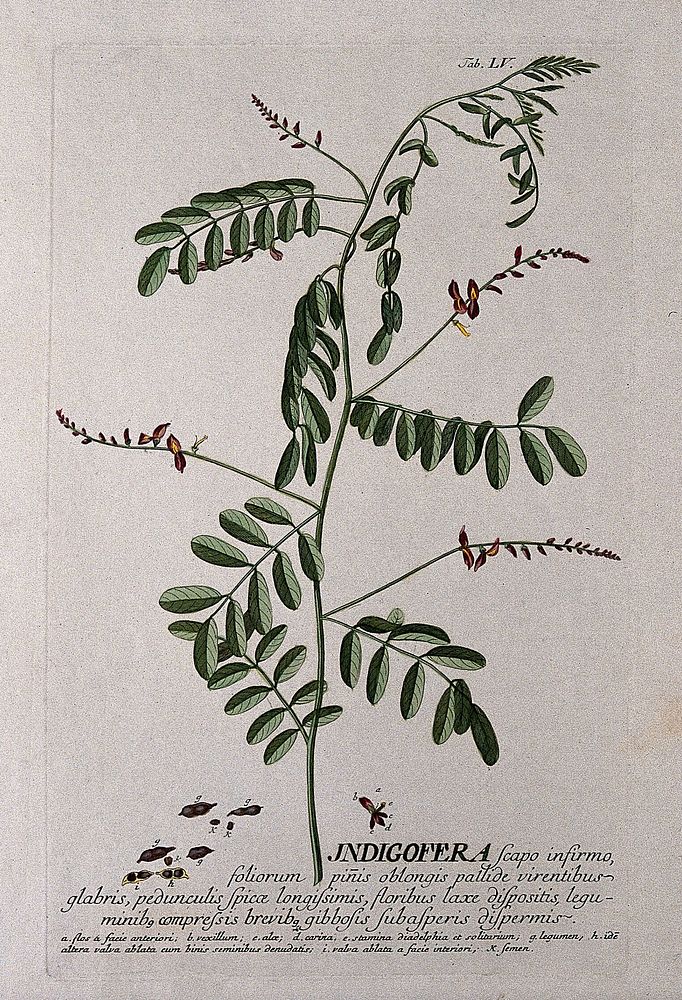 Indigo plant (Indigofera tinctoria L.): flowering stem with separate flower and fruit segments. Coloured engraving by J.J.…