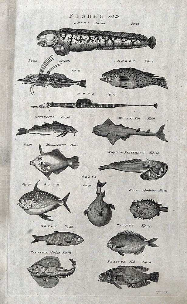 Fifteen fishes, including a monk fish and peacock fish. Engraving by I. Taylor.