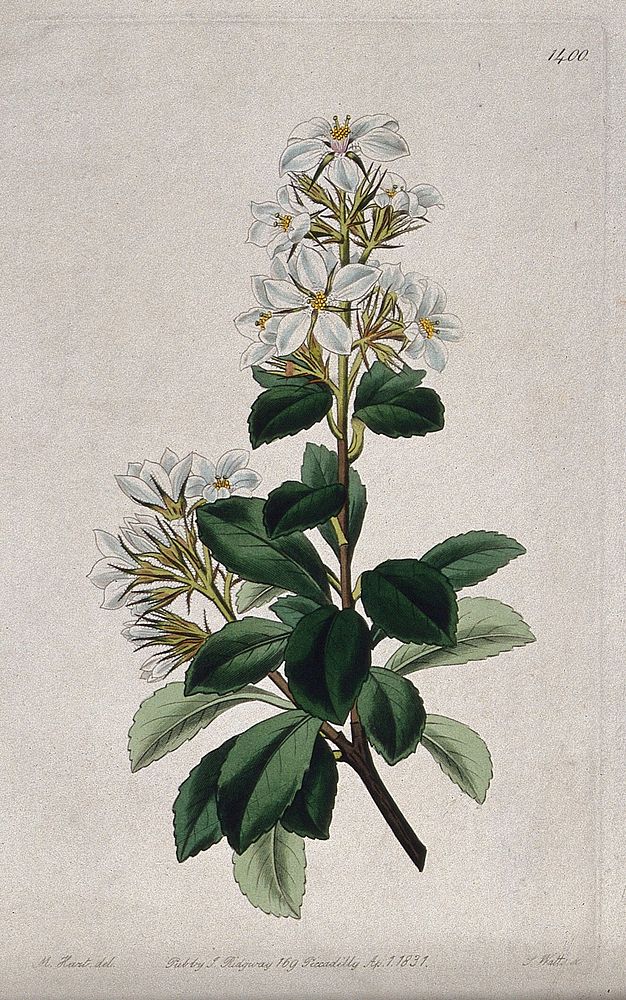 A plant (Rhaphiolepis indica): flowering stem. Coloured engraving by S. Watts, c. 1831, after M. Hart.