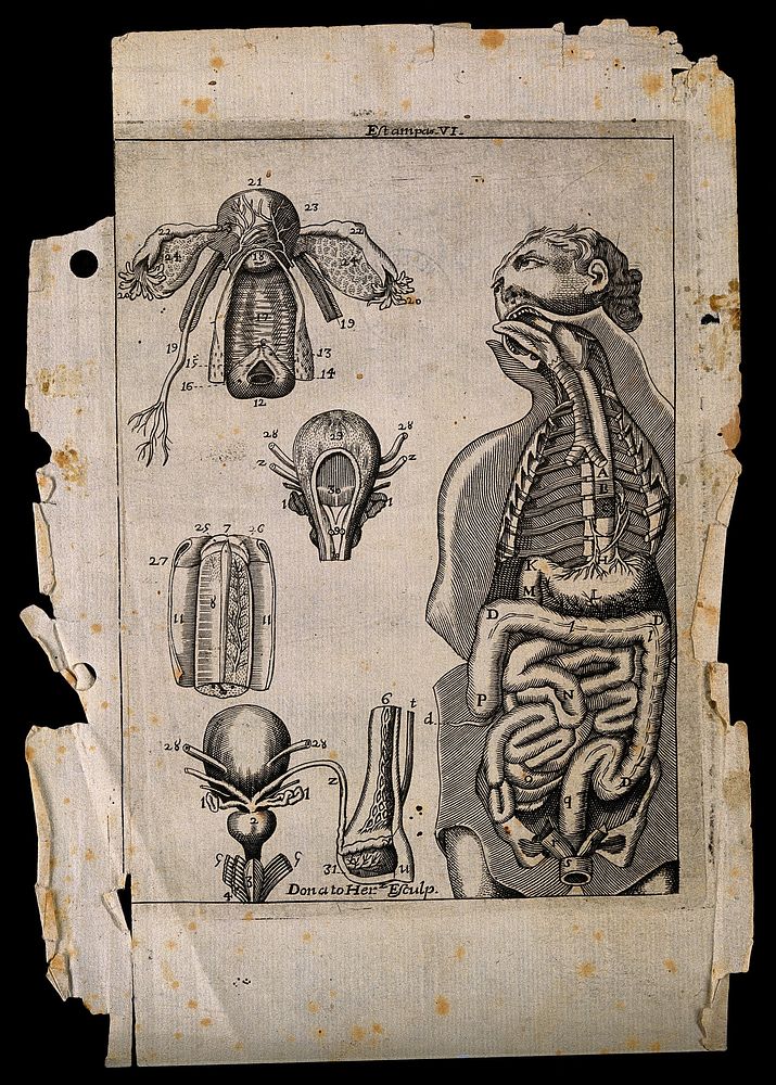 Urogenital organs: five figures, including a man with viscera, ribs, trachea etc., exposed. Line engraving by D. Hernandez…
