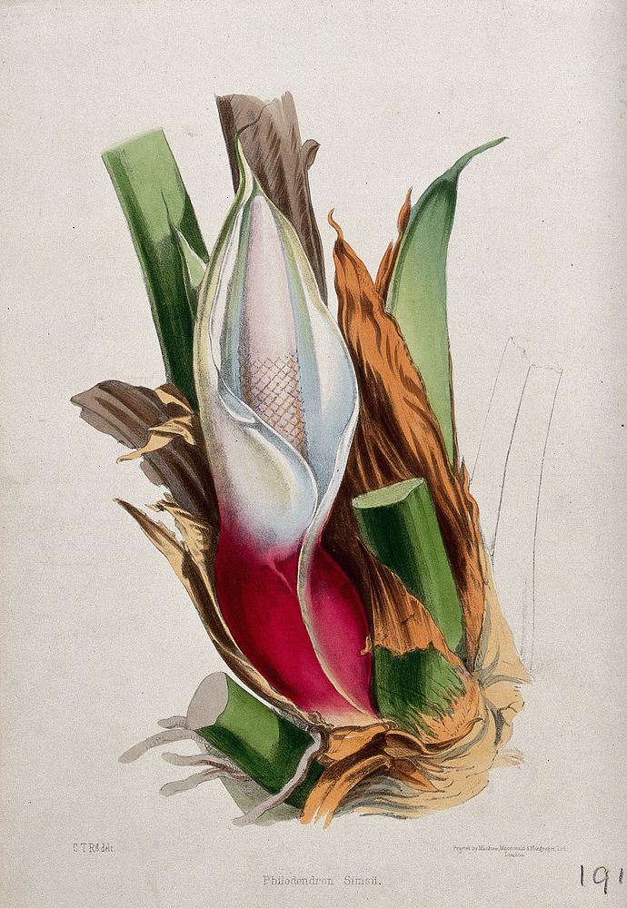 A tropical aroid (Philodendron simsii): spadix, spathe and leaf bases. Coloured lithograph, c. 1850, after C. Rosenberg.