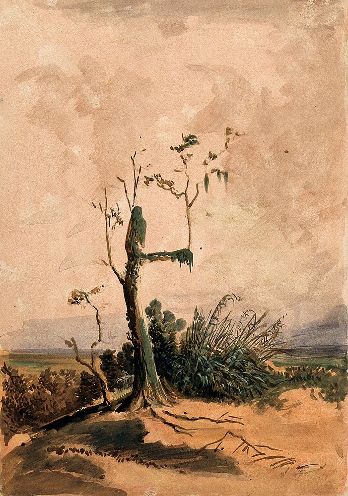 Old fir tree (Abies webbiana) with pendulous lichens. Watercolour, c.1856.