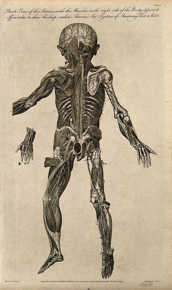 Dissected foetus seen from behind, with arteries and muscles indicated. Line engraving, by G. Wooding after F. Birnie, 1790.