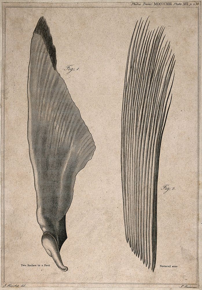 Pectoral fin of a basking shark (squalus maximus): two figures. Line engraving by J. Basire after J. Howship, 1808.