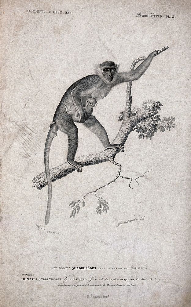A guenon (cercopithecus) climbing a tree holding its young close to her body. Etching by C. Annedouche after J.C. Werner.