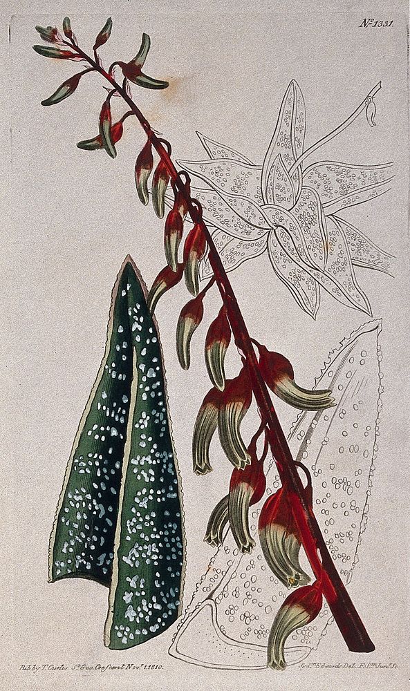 An aloe plant (Aloe carinata): flower and leaves. Coloured engraving by F. Sansom, c. 1810, after S. Edwards.