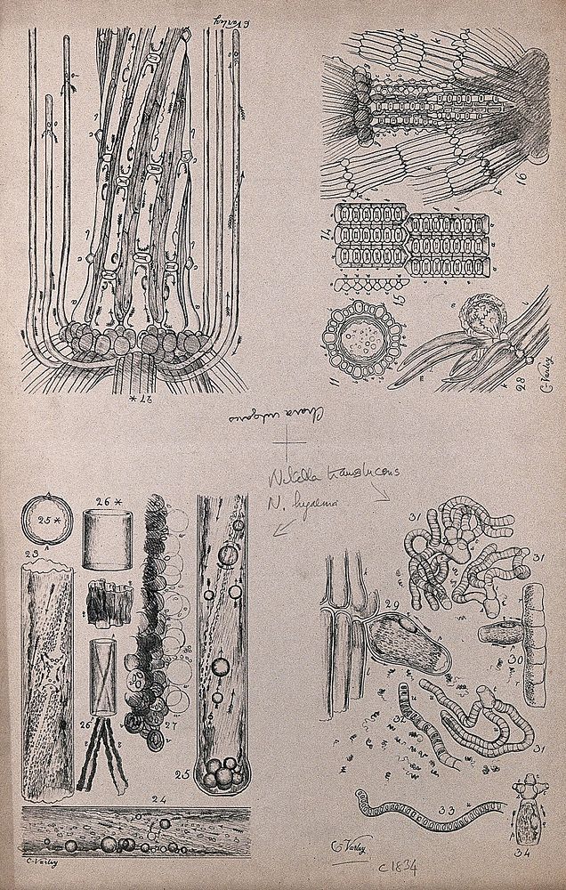 Microscope drawings of plant anatomy with cells and growing points. Lithograph after C. Varley, c.1834.