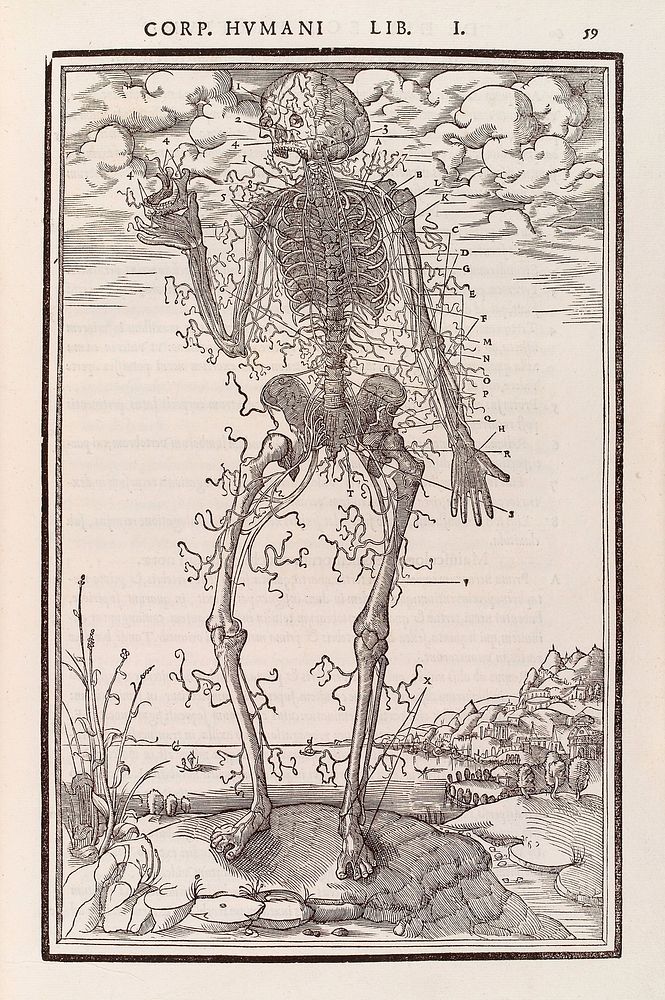 Human skeleton showing anterior nerves