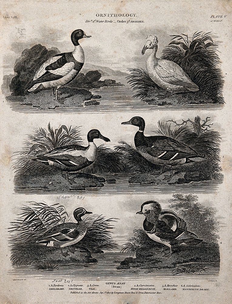 Six waterbirds of the order Anseres in their natural habitat. Line engraving by T. Milton after S. Edwards, 1804.