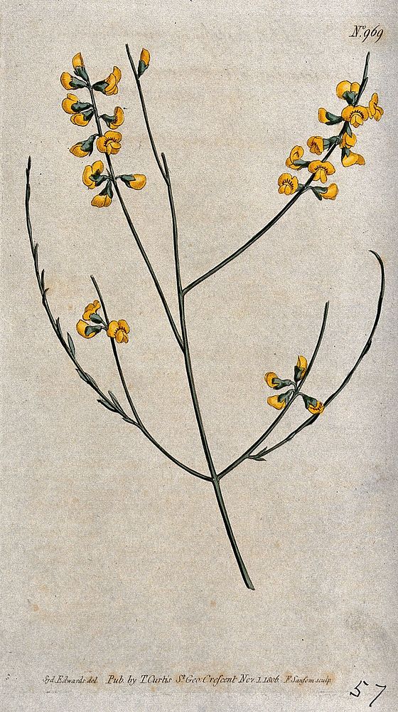A leguminous plant (Sphaerolobium vimineum): flowering stem. Coloured engraving by F. Sansom, c. 1806, after S. Edwards.