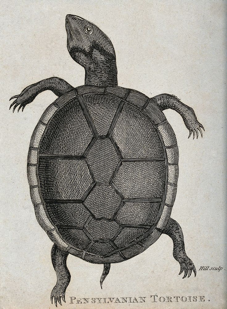 A pensylvanian tortoise seen from above. Etching by Hill.