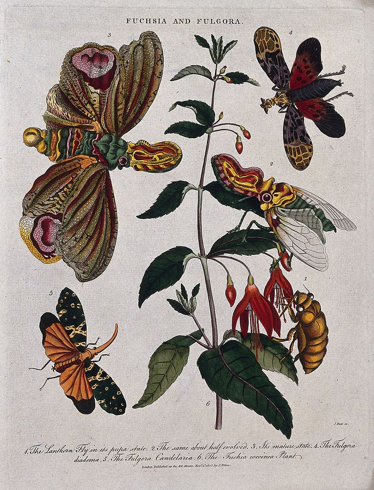 A flowering fuchsia (Fuchsia coccinea) and a planthopper insect (Fulgora diadema) in both pupal and adult state. Coloured…