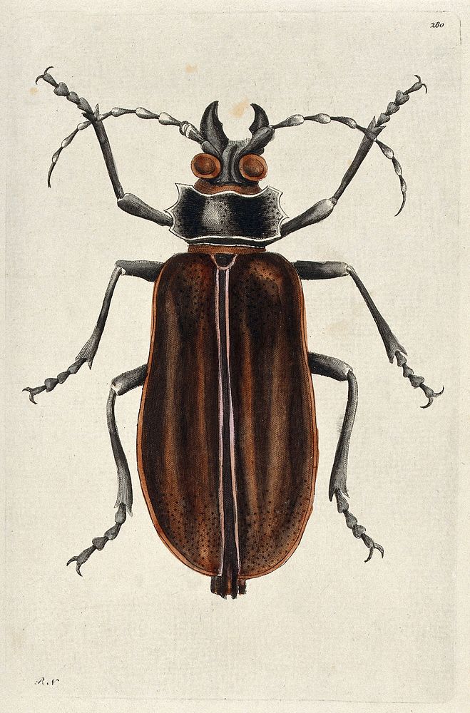 A beetle. Coloured etching by R. P. Nodder.