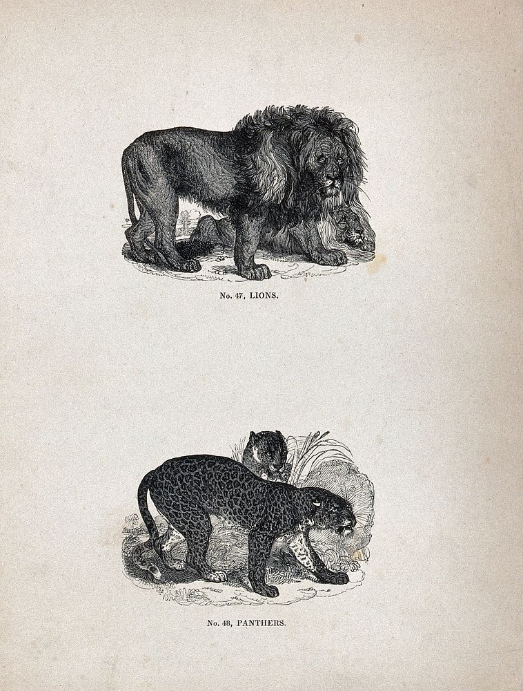 Two lions (Felis leo) and two panthers (Felis pardus). Wood engraving.