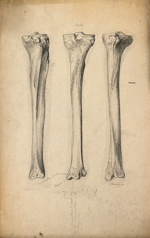 Tibia bones: three figures. Pencil drawing, ca. 1809.