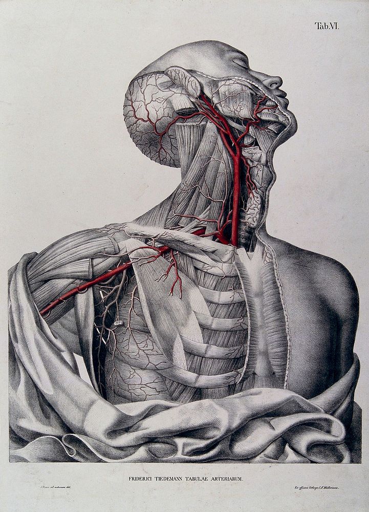 Head, neck, shoulder and chest of a dissected male écorché, with arteries and blood vessels indicated in red. Coloured…