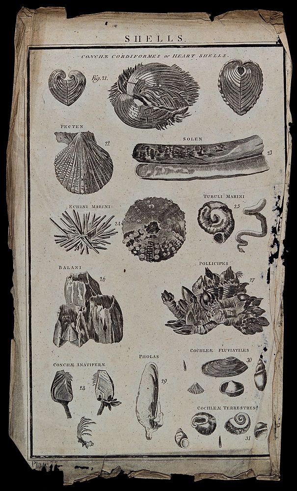 A variety of heart-shaped shells (conche cordiformes). Etching.