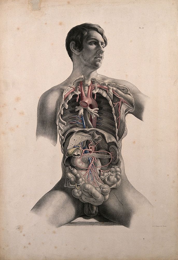 Dissection of the trunk of a seated white man showing the arteries and blood-vessels supplying the viscera of the thorax and…