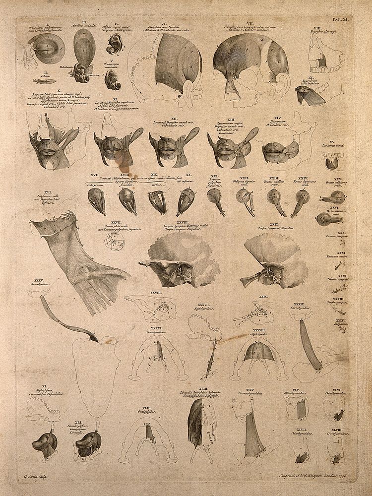 Muscles of the head, neck, and shoulder. Engraving by G. Scotin after B.S. Albinus, 1748.