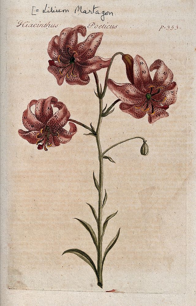 Turk's-cap lily (Lilium martagon): flowering stem. Colour and coloured mezzotint, c. 1741.