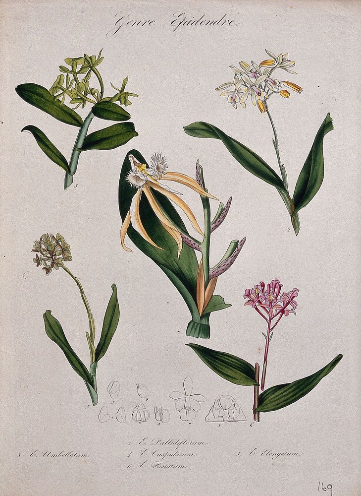 Five orchids, all species of the genus Epidendrum: flowering stems and some floral segments. Coloured lithograph.