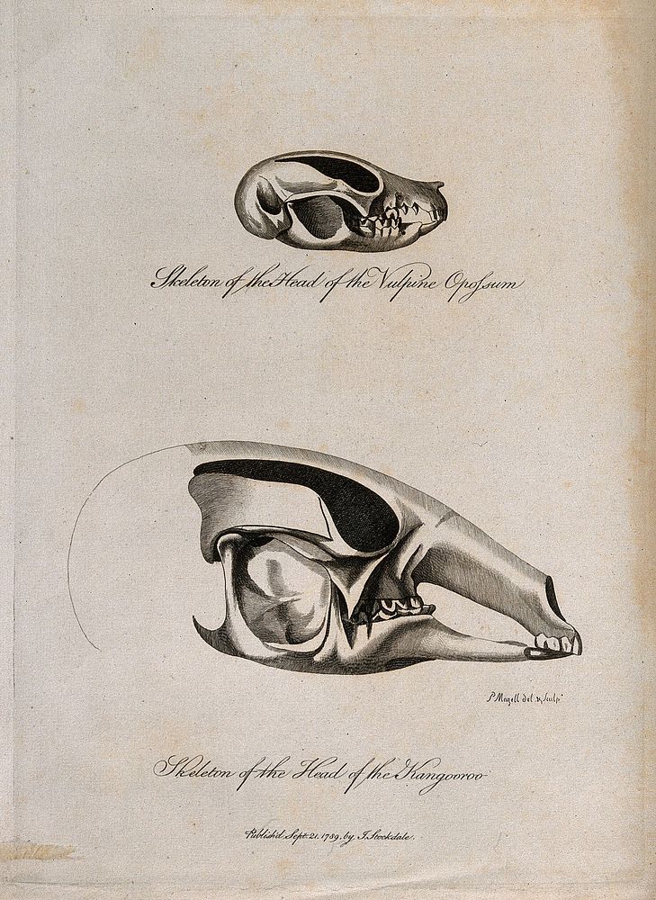 Kangaroo and vulpine opossum skulls: side views. Etching by P. Mazell, 1789.